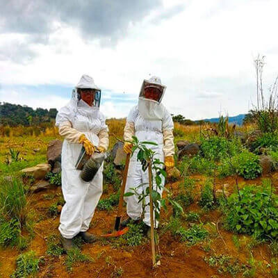 آیا گسترش زنبورداری محلی به حفظ زنبورها کمک می‌کند؟ | برای کمک به زنبورها چکار کنیم؟