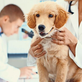 علائم و درمان آلرژی سگ ها | عسل برای درمان آلرژی و حساسیت حیوانات | درمان خارش در سگها | سفیدانه