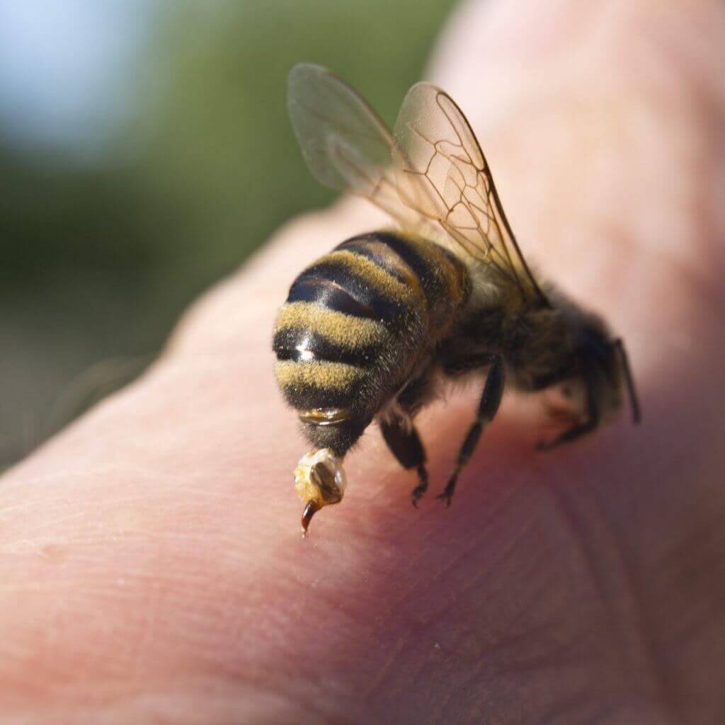 نیش زنبور | فرار از زنبورهای کشنده | درمان نیش خوردگی | فرار از نیش زنبورها | زنبورهای قاتل | سفیدانه